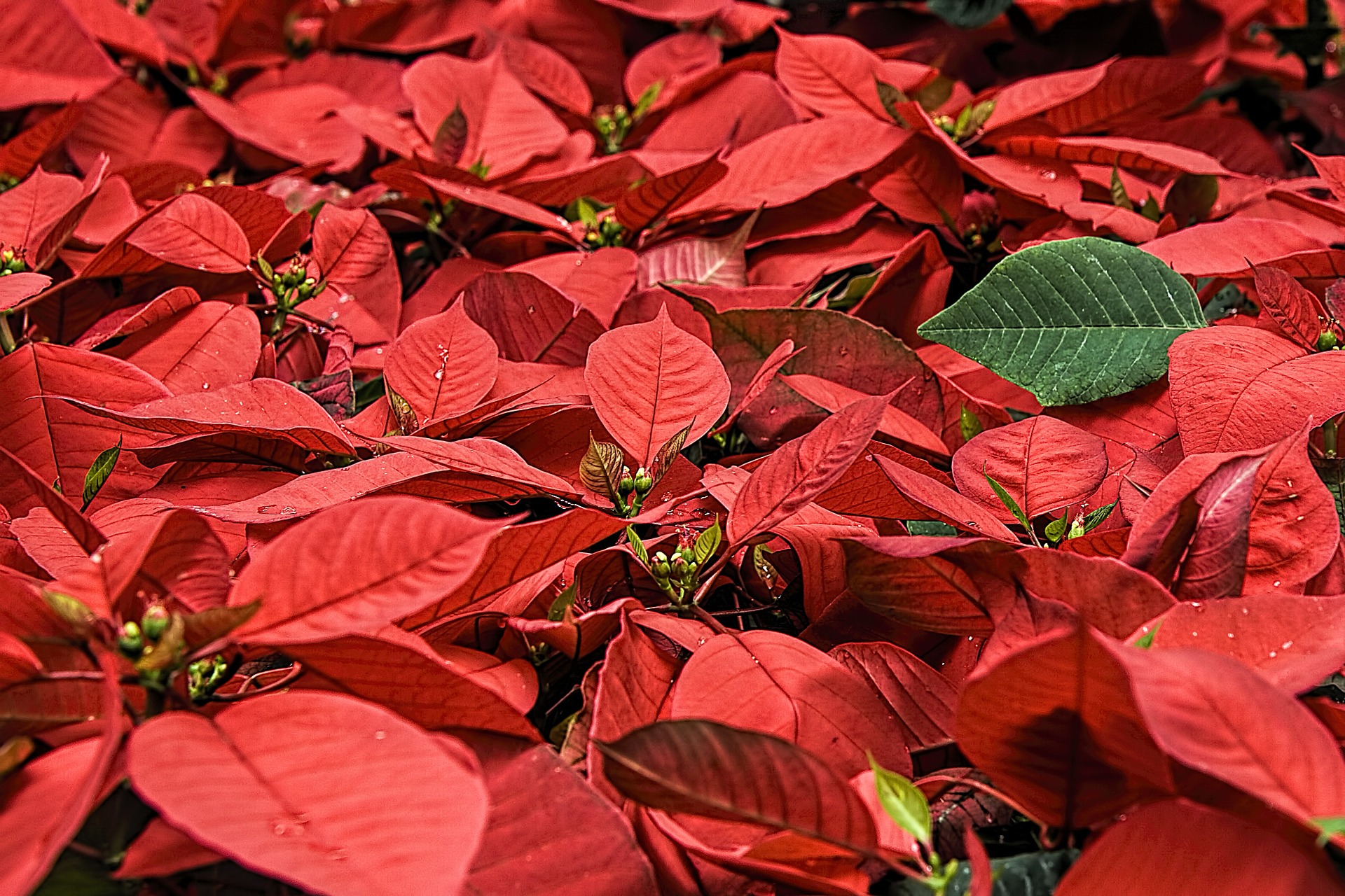 poinsettia-557704 1920